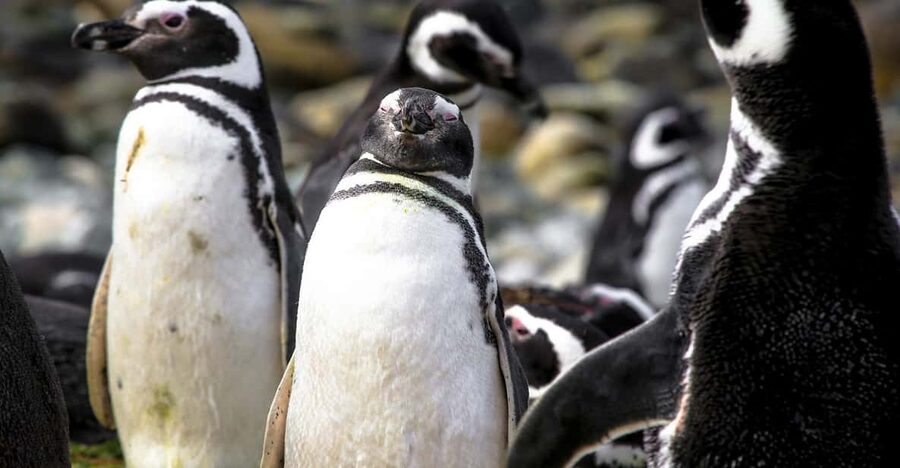Punta Arenas: Magdalena Island Navigation & Penguin Walk - Should you book the Magdalena Island penguin walk?