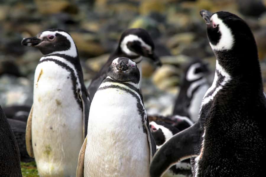 Punta Arenas: Magdalena Island Navigation & Penguin Walk - Choosing between the 7 AM, 10 AM, and 1:30 PM departures