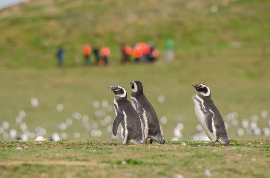 Punta Arenas: Walk with Penguins on Magdalena & Marta Island - Key points to know before you book