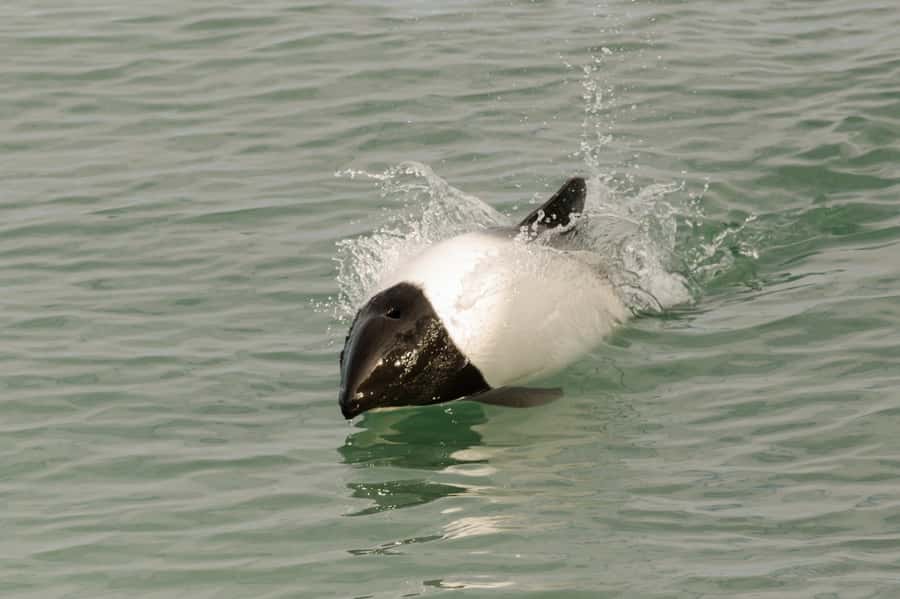 Punta Arenas: Walk with Penguins on Magdalena & Marta Island - Should you book it?