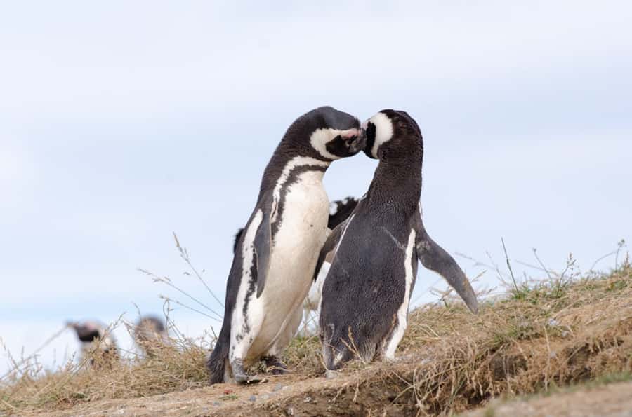 Punta Arenas: Walk with Penguins on Magdalena & Marta Island - Why Magdalena Island is the main event