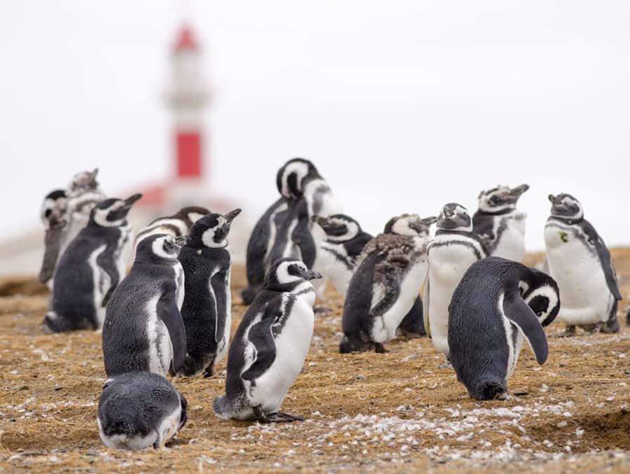 Punta Arenas: Walk with Penguins on Magdalena & Marta Island - The one-hour penguin walk