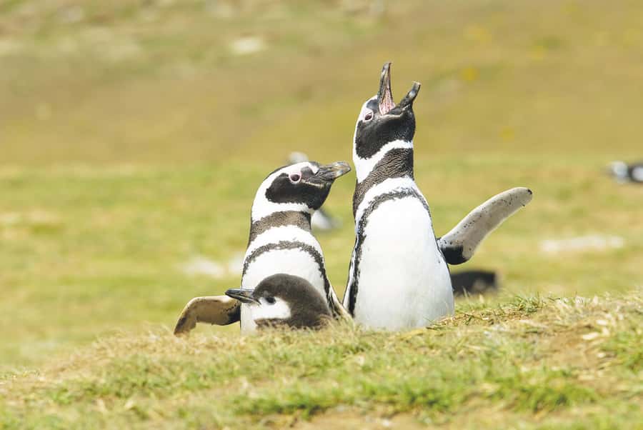 Punta Arenas: Walk with Penguins on Magdalena & Marta Island - Marta Island and its crowded sea lion colony