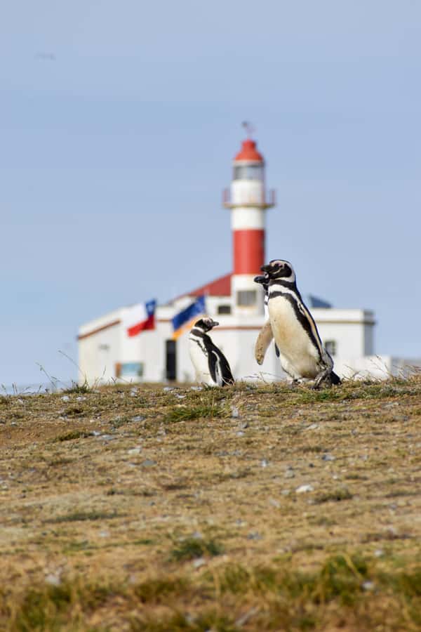 Punta Arenas: Walk with Penguins on Magdalena & Marta Island - Is $150 a fair price?