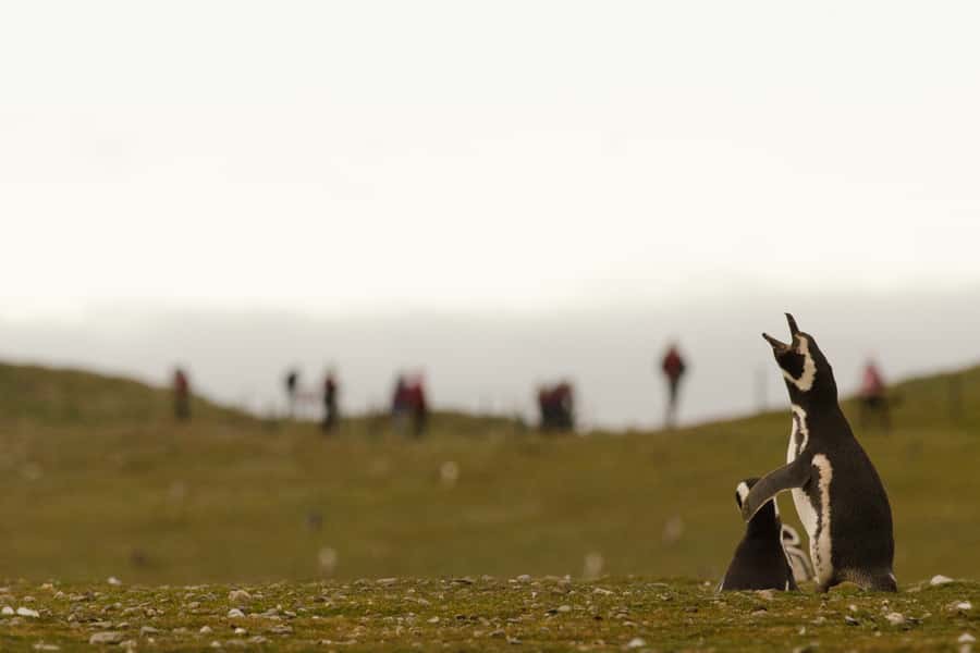 Punta Arenas: Walk with Penguins on Magdalena & Marta Island - Practical advice for a smoother morning