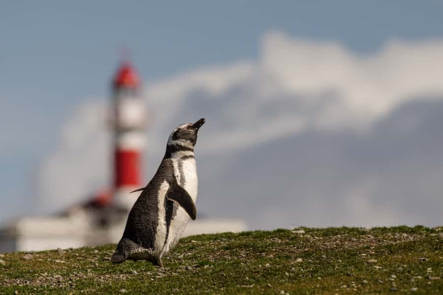 Punta Arenas: Walk with Penguins on Magdalena & Marta Island - Who should book this island trip?