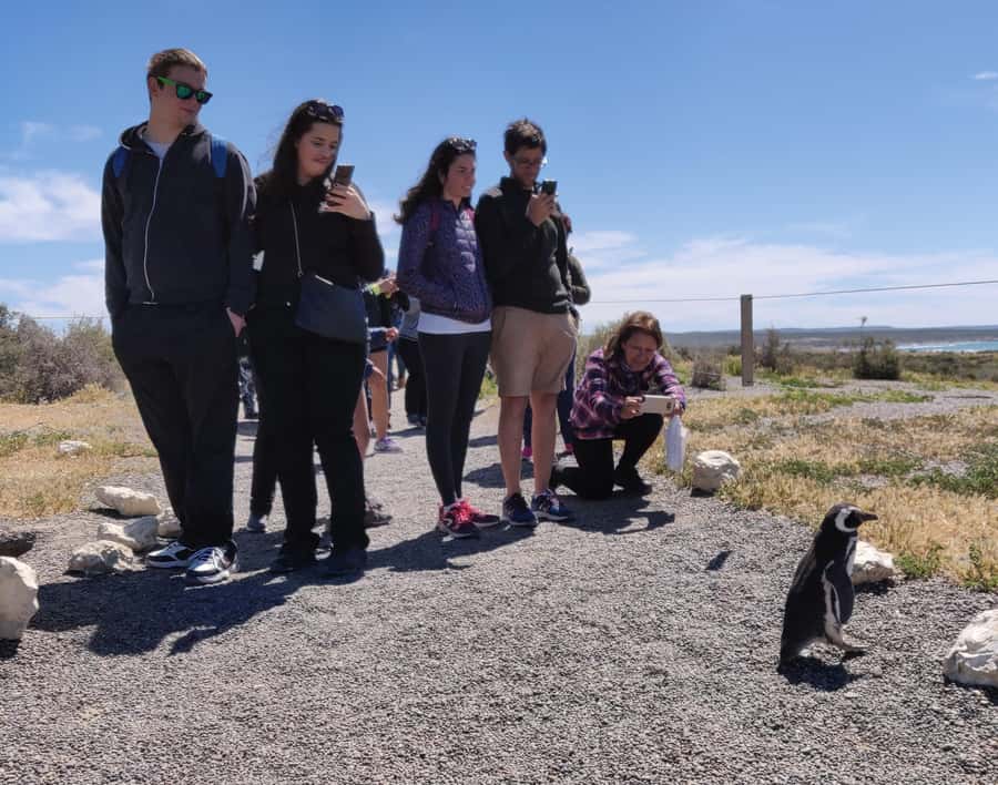 Punta Tombo Cruise Shore Excursion - Walk among penguins - Why Punta Tombo is worth the long ride