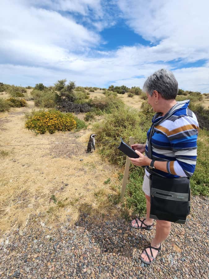 Punta Tombo Cruise Shore Excursion - Walk among penguins - The 170-kilometer ride across Chubut Province