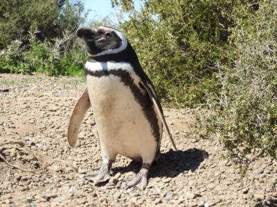 Punta Tombo Cruise Shore Excursion – Walk among penguins