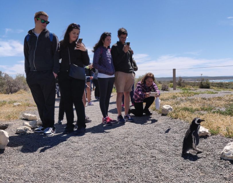 Punta Tombo Cruise Shore Excursion - Walk among penguins - Who will enjoy this Punta Tombo excursion