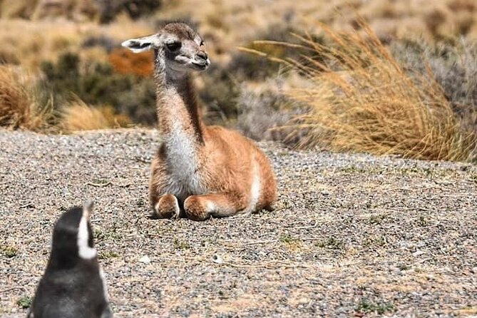 Punta Tombo Penguin Colony from Puerto Madryn with optional Toninas Watching - Key points to know before booking