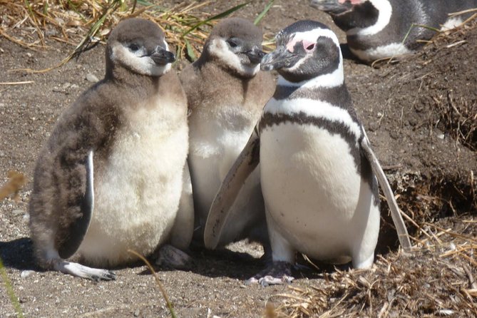 Punta Tombo Penguin Colony from Puerto Madryn with optional Toninas Watching - The long road to Punta Tombo