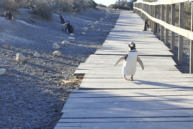 Punta Tombo Penguin Colony from Puerto Madryn with optional Toninas Watching - Puerto Rawson and the Toninas option