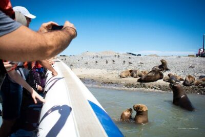 Punta Tombo Penguin Colony from Puerto Madryn with optional Toninas Watching