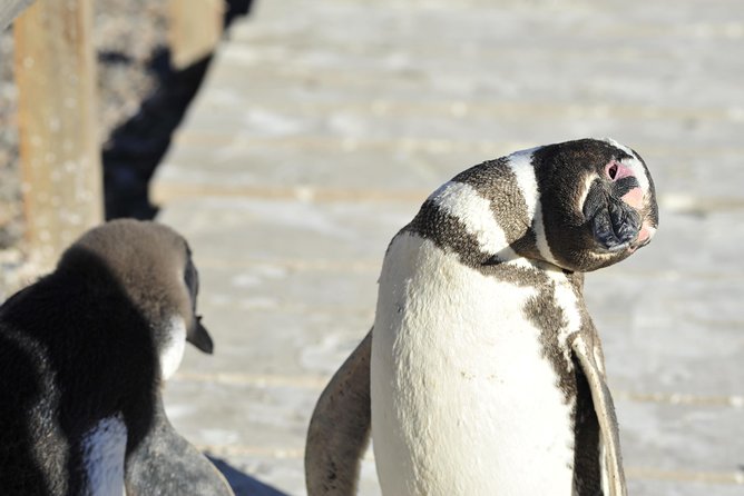 Punta Tombo Penguin Colony from Puerto Madryn with optional Toninas Watching - What happens if you skip the boat