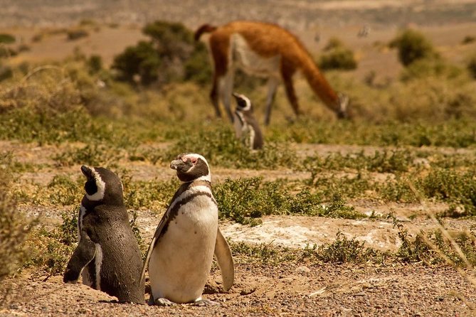 Punta Tombo Penguin Colony from Puerto Madryn with optional Toninas Watching - Is $158 good value?
