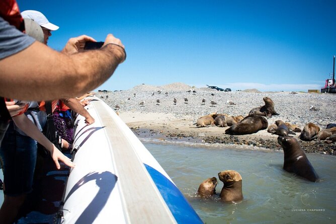 Punta Tombo Penguin Colony from Puerto Madryn with optional Toninas Watching - Meeting Magellanic penguins at Punta Tombo