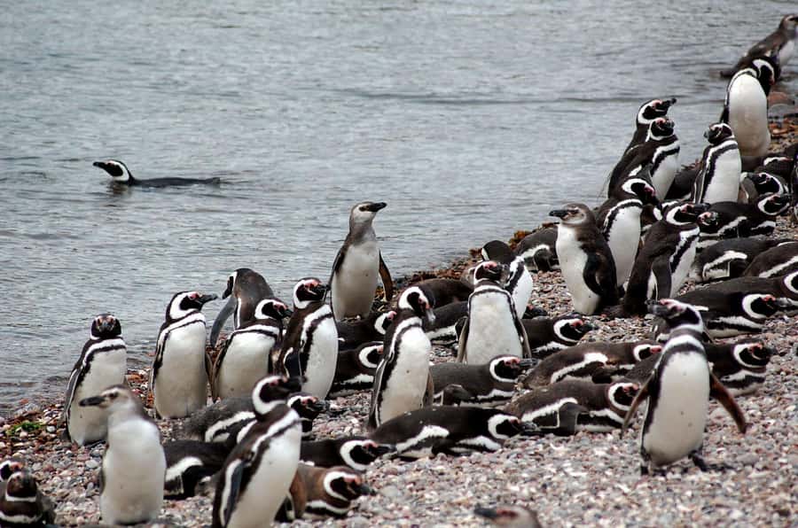 Punta Tombo Penguin Tour & Optional Tonina Watching - Key points before you book