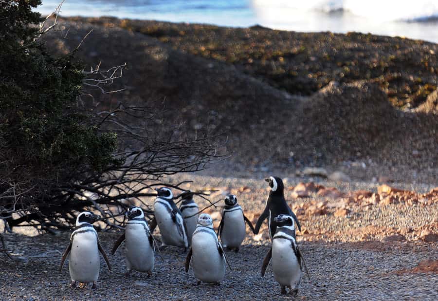 Punta Tombo Penguin Tour & Optional Tonina Watching - Should you book the Punta Tombo tour?