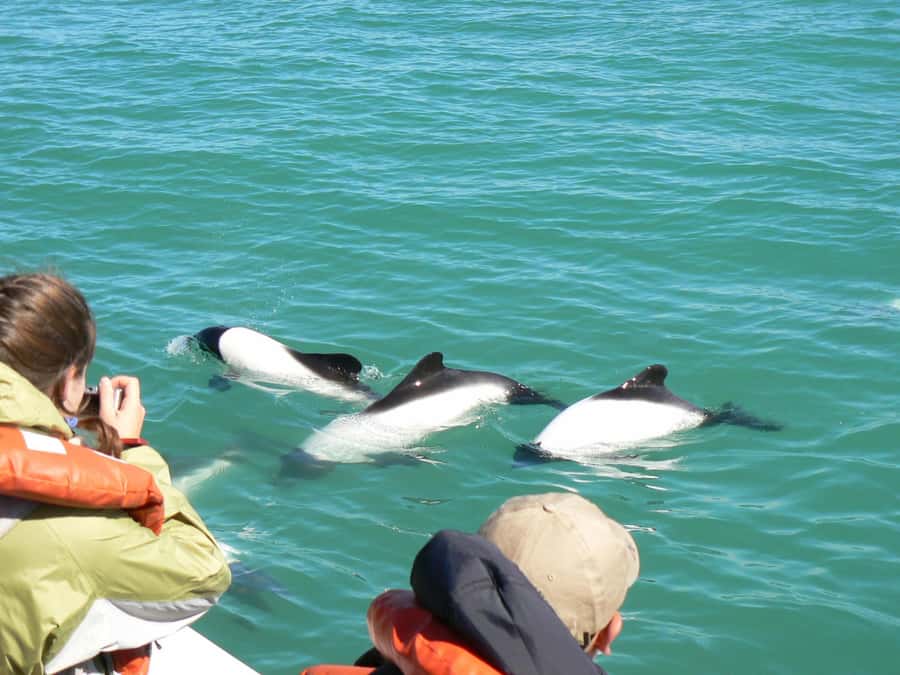 Punta Tombo Penguin Tour & Optional Tonina Watching - Why Punta Tombo is worth the long ride