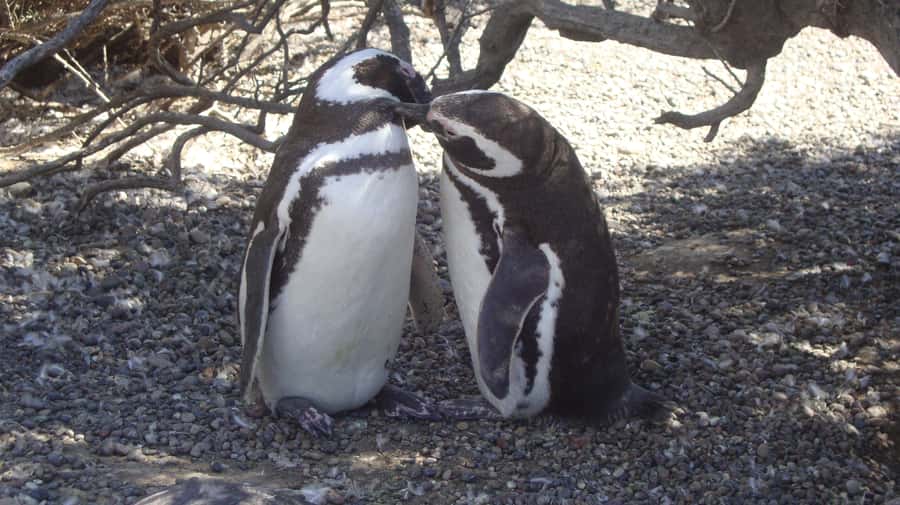 Punta Tombo Penguin Tour & Optional Tonina Watching - Puerto Rawson and the Tonina option