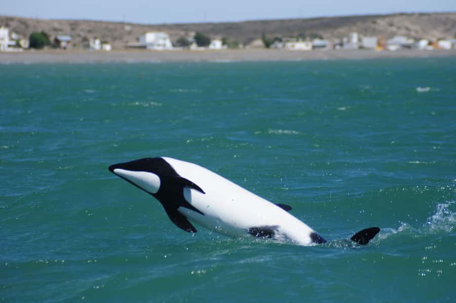 Punta Tombo Penguin Tour & Optional Tonina Watching - The penguin colony at Punta Tombo