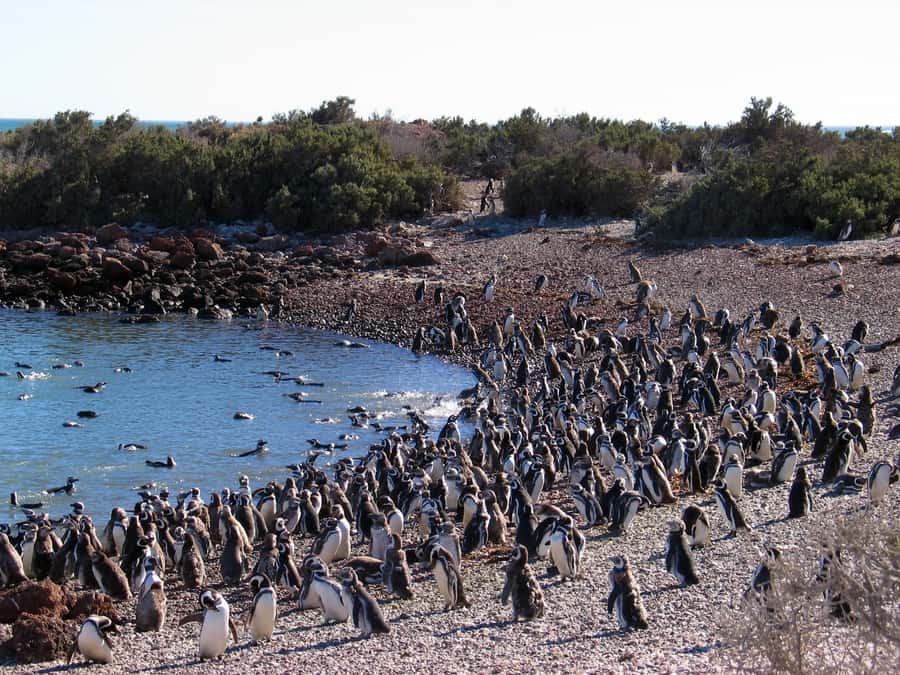 Punta Tombo Penguin Tour & Optional Tonina Watching - How the day feels for different types of visitors