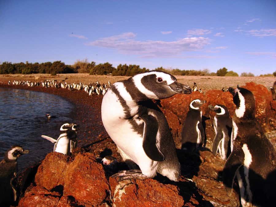 Punta Tombo Penguin Tour & Optional Tonina Watching - Language, guiding, and group expectations
