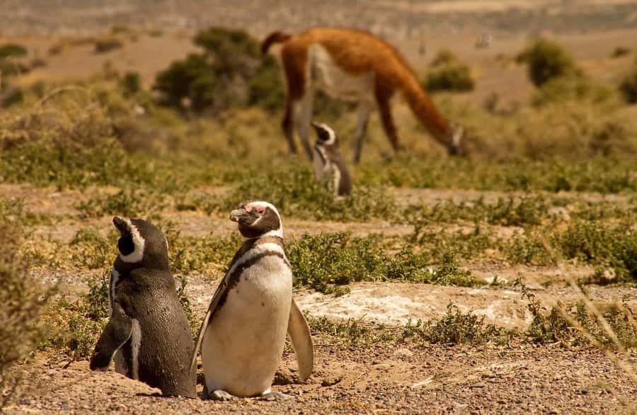 Punta Tombo Penguin Tour & Optional Tonina Watching - Smart preparation for the day