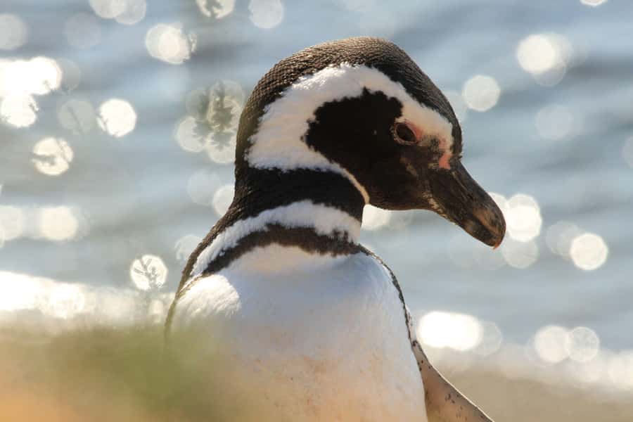 Punta Tombo Penguin Tour & Optional Tonina Watching - The 7:30 am pickup from Puerto Madryn