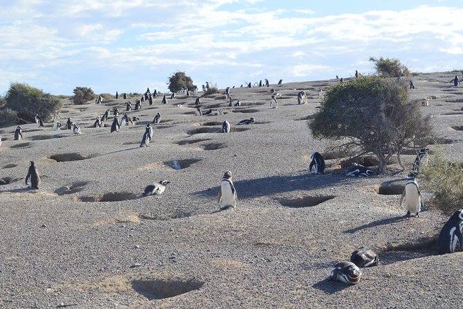 Punta Tombo Tour, the Penguin Experience - The long journey from Puerto Madryn