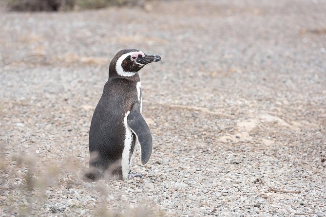Punta Tombo Tour, the Penguin Experience - Walking through the penguin colony