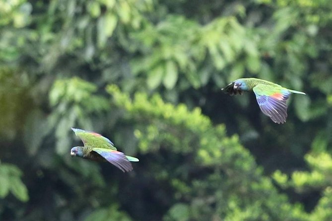 Rain forest and Bird watching - Key points to know before booking