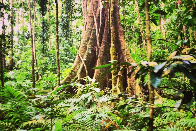 Rain forest and Bird watching - What this St. Lucia rainforest tour really offers