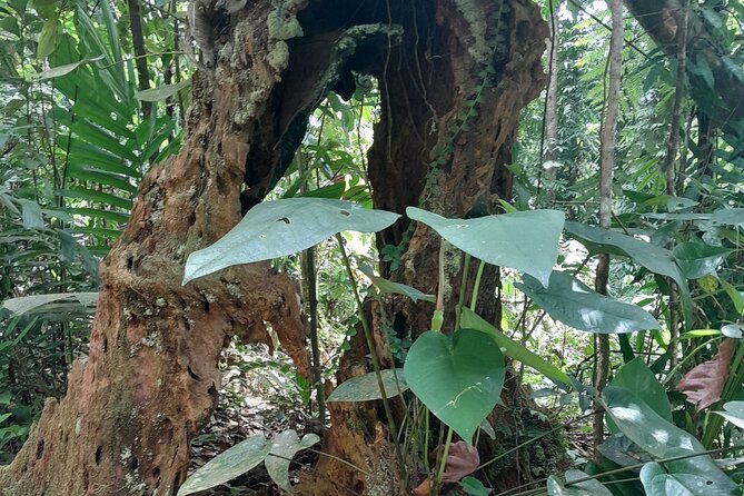 Rain forest and Bird watching - Banana plantation, rum distillery, and local shops