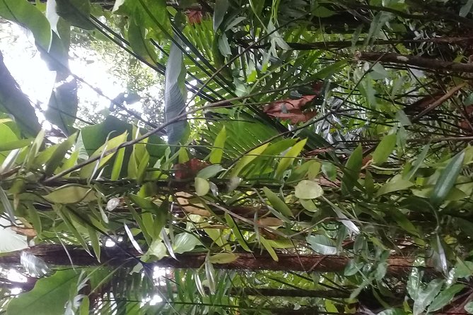 Rain forest and Bird watching - Walking through primary rainforest