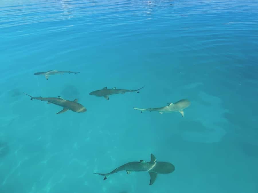 Rangiroa: Blue Lagoon Tiputa Pass Coral Garden Island Birds - What to bring for comfort and safety