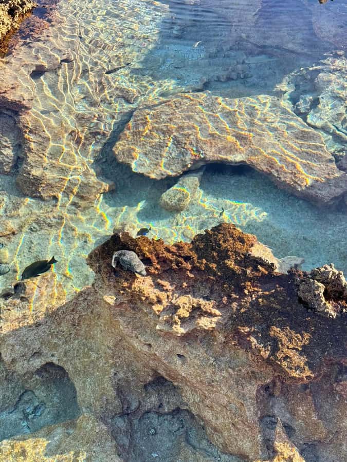 Rangiroa: Blue Lagoon Tiputa Pass Coral Garden Island Birds - Is $176 a fair price?