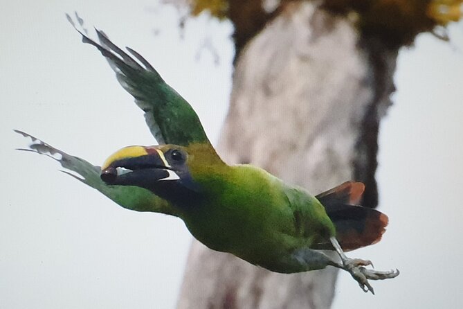 Resplendent Quetzal-Tucans- Tropical Birdwatching Tour Monteverde - Key points to know before booking