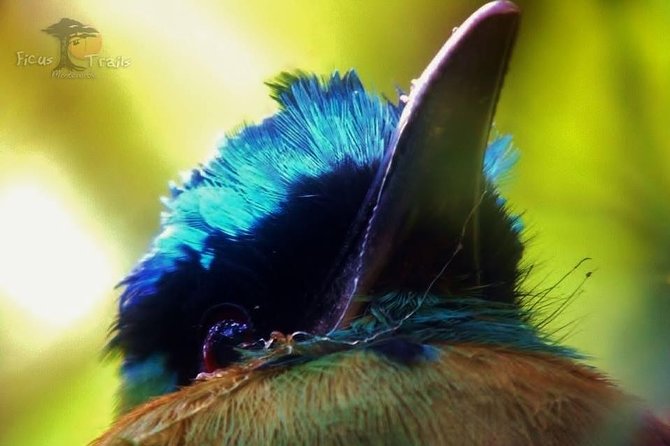 Resplendent Quetzal-Tucans- Tropical Birdwatching Tour Monteverde - What the route may really look like