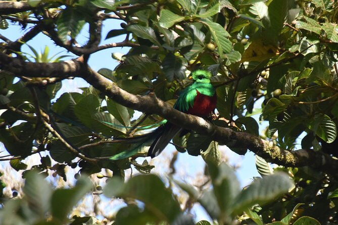 Resplendent Quetzal-Tucans- Tropical Birdwatching Tour Monteverde - What is included, and what is not