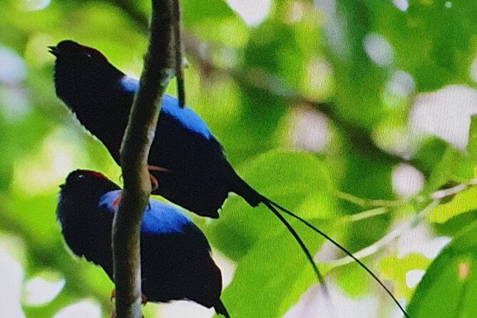 Resplendent Quetzal-Tucans- Tropical Birdwatching Tour Monteverde - The guide makes or breaks the morning