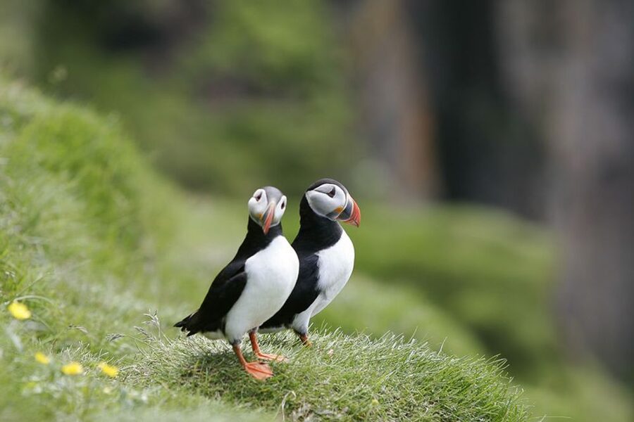 Reykjavik: 1-Hour Puffin Watching Tour - The essential details at a glance