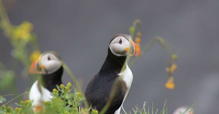 Reykjavik: 1-Hour Puffin Watching Tour - What you actually see from the boat