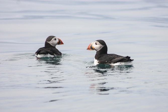 Reykjavik Premium Puffin tour | Close Up and Personal - Meeting the puffins at Lundey