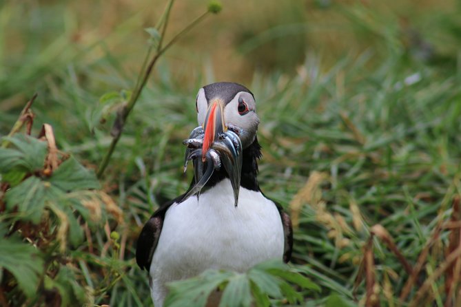 Reykjavik Premium Puffin tour | Close Up and Personal - Is $85 a fair price?