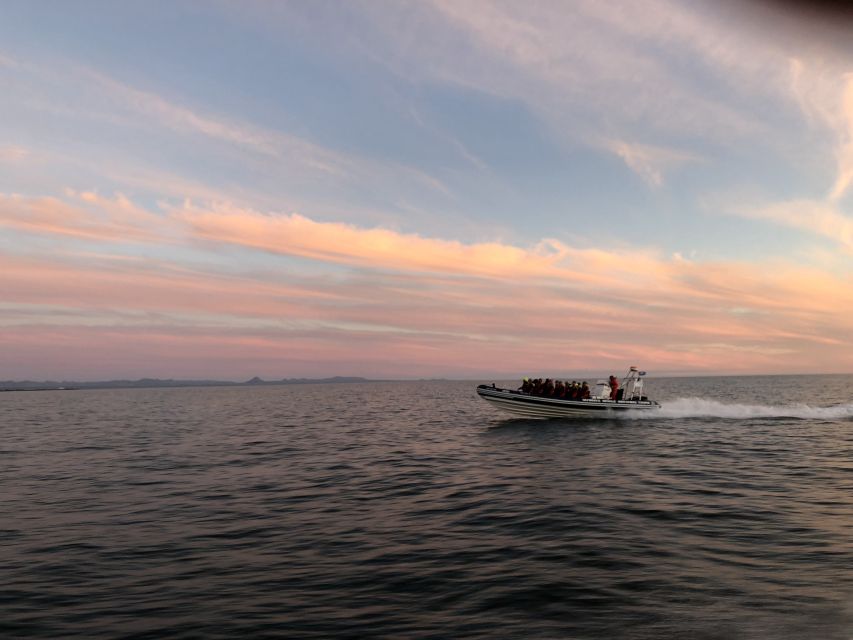 Reykjavik: Premium Whale and Puffin Watching Evening Tour - Puffin Islands and the Best Seasonal Wildlife Chance