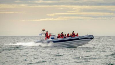 Premium Whale and Puffin Watching Evening Tour