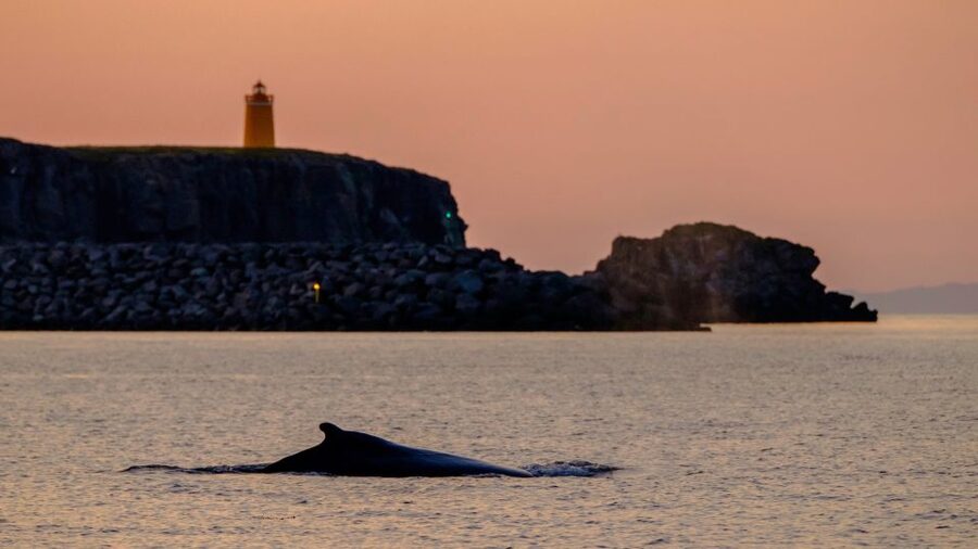 Reykjavik: Premium Whale and Puffin Watching Evening Tour - What the Guides Add to the Two Hours