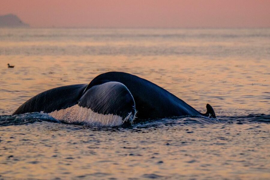 Reykjavik: Premium Whale and Puffin Watching Evening Tour - Who Should Book This Boat?